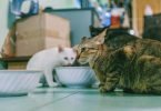 Cat Nutrition