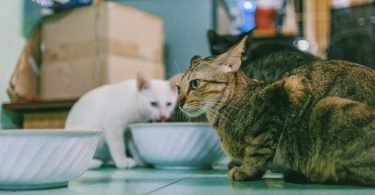 Cat Nutrition
