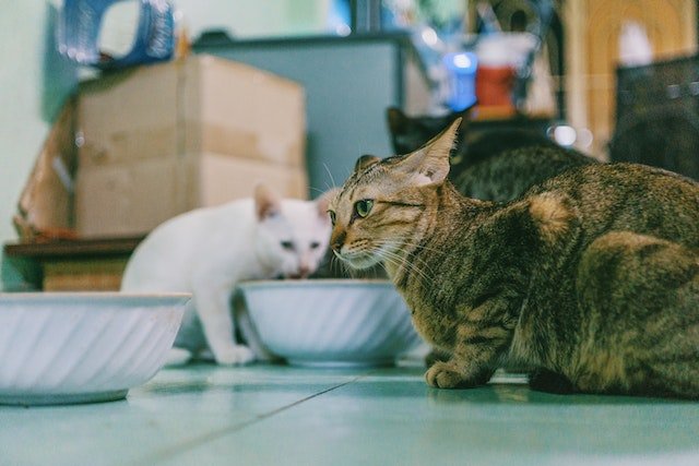 Cat Nutrition