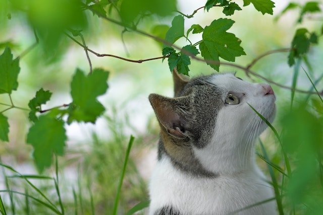 Cat Senses- bitaquiz