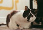 Cats And Poisonous Plants-bitaquiz