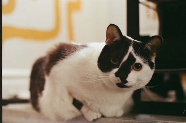 Cats And Poisonous Plants-bitaquiz