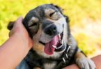 Dog Behavior-bitaquiz