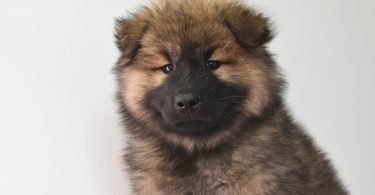 Dog Behaviors-bitaquiz