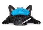 Dog Diseases and Contracted Conditions-bitaquiz