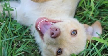Dog Health and First Aid-bitaquiz