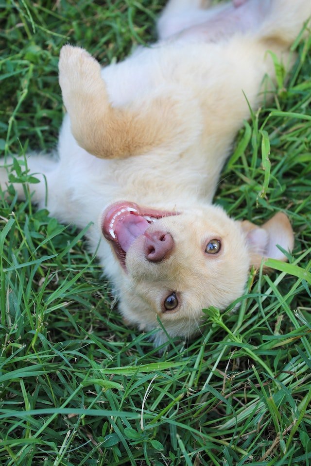 Dog Health and First Aid-bitaquiz