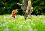 Dog Obedience Training-bitaquiz