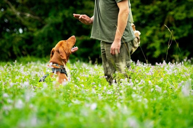 Dog Obedience Training-bitaquiz