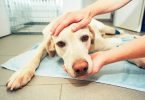 Dog Problems-bitaquiz