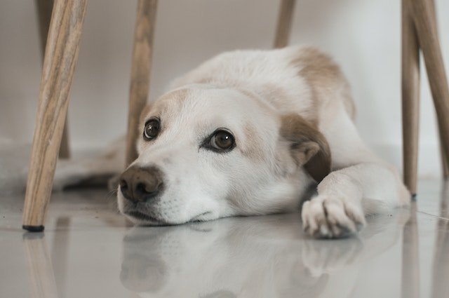 Dog Skin Problems-bitaquiz
