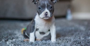 How To Stop Your Puppy Toileting Inside-bitaquiz