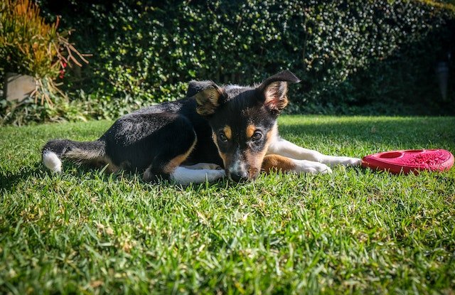 My Dog Is Vomiting-bitaquiz