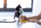 Social behavior of Cats