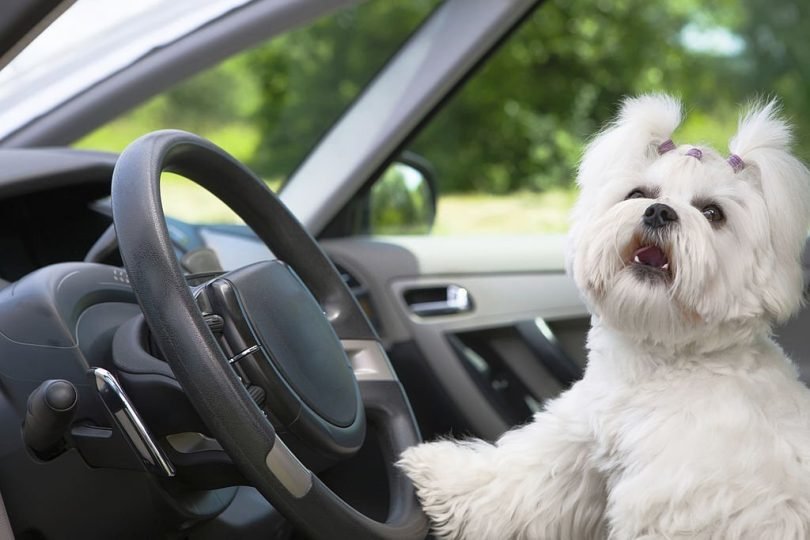 Stop Dog Barking Problems-bitaquiz