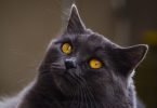 Understanding Cat Spraying-bitaquiz