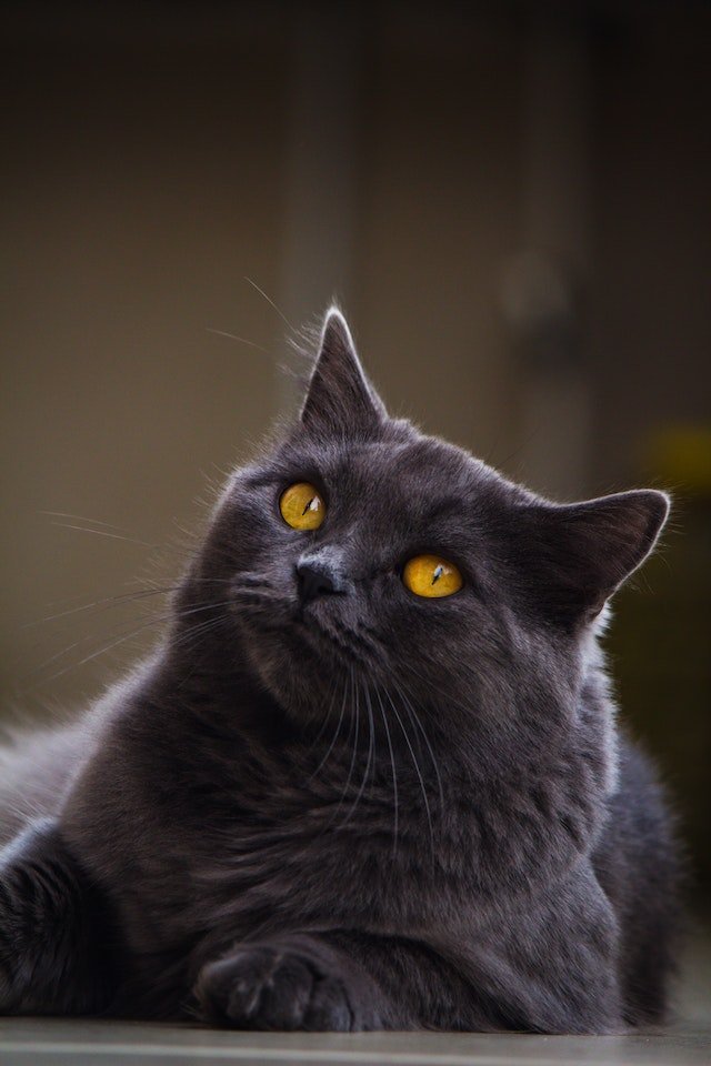 Understanding Cat Spraying-bitaquiz