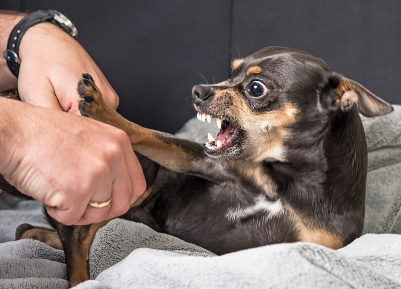 dog aggression -bitaquiz