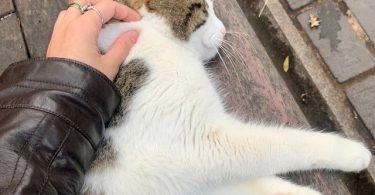 cat pregnancy-bitaquiz