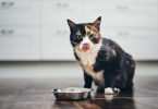 Cat Feeding Problems-bitaquiz