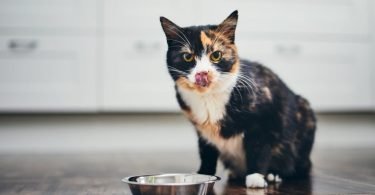 Cat Feeding Problems-bitaquiz