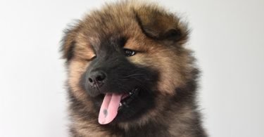 dog behavior problems-bitaquiz