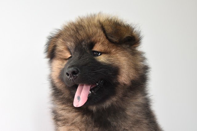 dog behavior problems-bitaquiz
