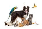 Common Pet Injuries-bitaquiz