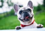 dog’s chewing